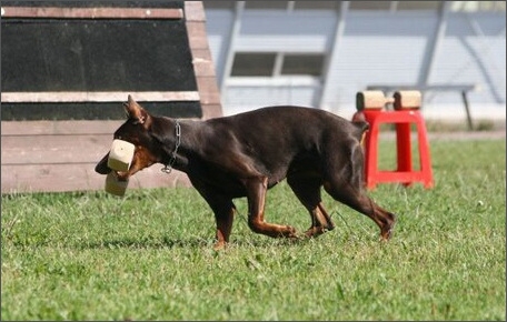 Sasha - Estonia championship 2007  in IPO 3